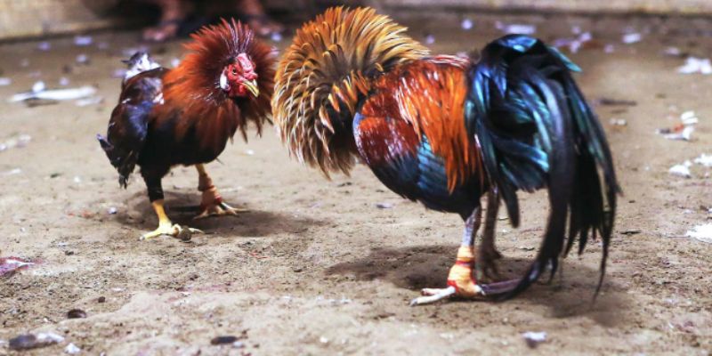 Đá gà cựa dao Nắm bắt những thông tin cơ bản về đá gà cựa dao